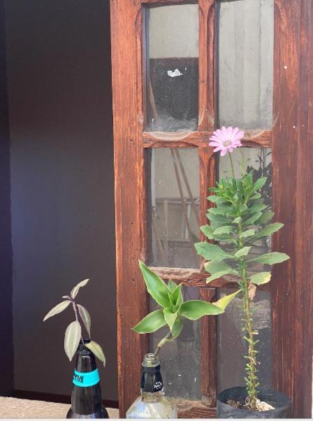 Hostal Del Centro En Slp San Luis Potosí Dış mekan fotoğraf